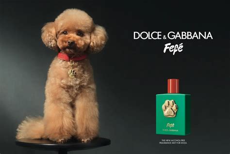 dolce gabbana fefe dog perfume.